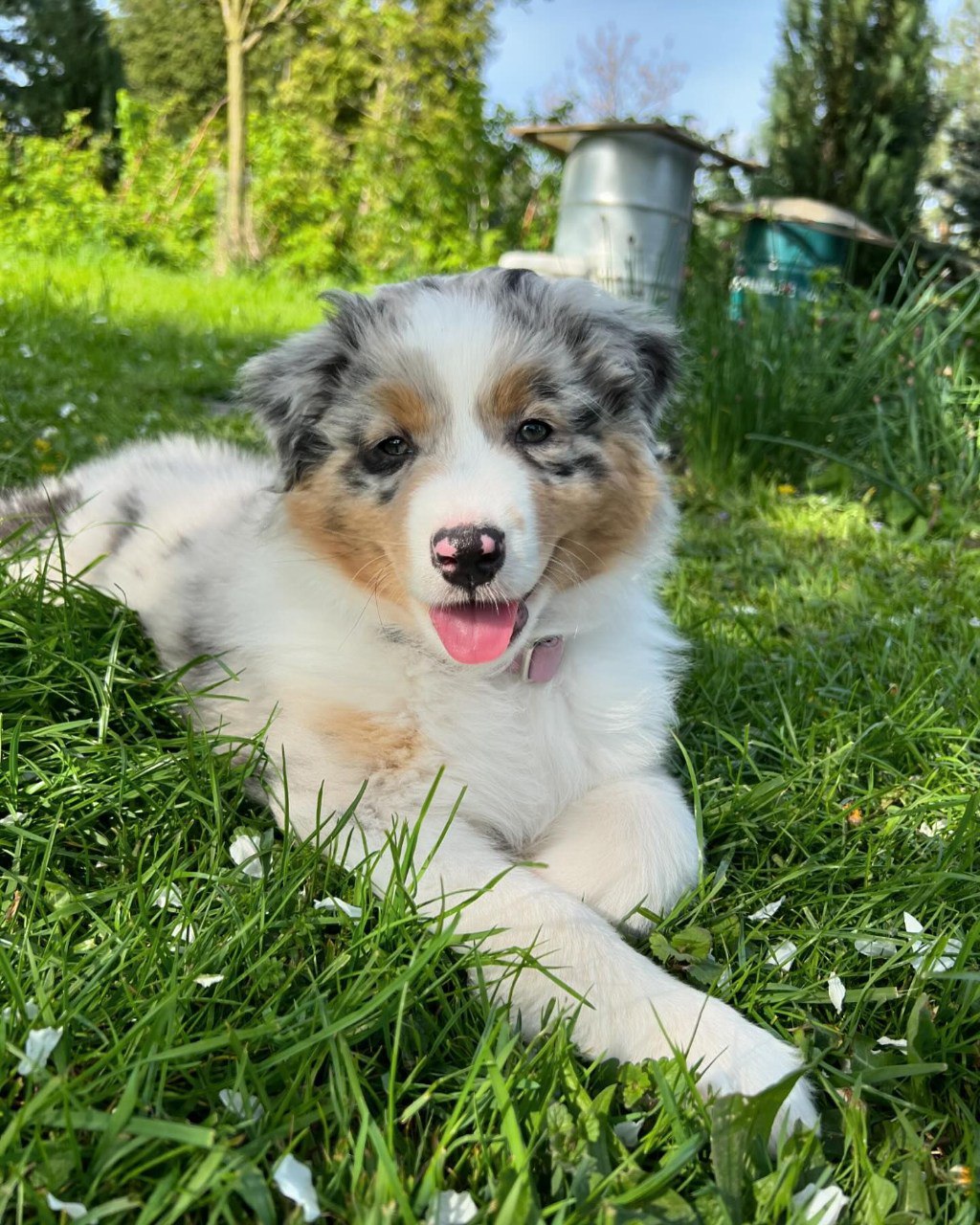 Annie - Australian Shepherd Puppy